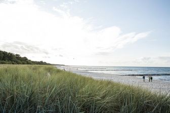 Ostsee Impression Dünengras